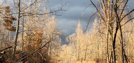 Winter Storm and Sunny Trees Belies Intention